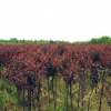 大量供應各種規格紅葉李紫葉李 綠化工程苗 河北遼寧苗木基地