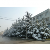 園林綠化煙臺(tái)雪松苗木煙臺(tái)大雪松煙臺(tái)大規(guī)格雪松