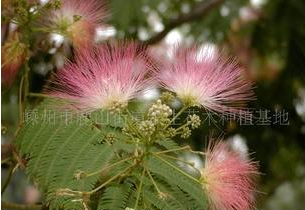 嵊州種植基地供應(yīng)合歡樹苗木