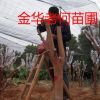 金華師傅承接油茶樹(shù)嫁接茶花全國(guó)業(yè)務(wù)