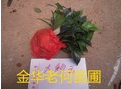 貝拉國外品種長期供應