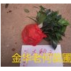 貝拉國外品種長期供應(yīng)