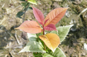 供應珍珠彩葉桂/珍珠彩桂/國色天香桂花扦插苗