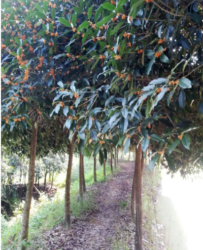 桂花行道樹 桂花行道樹的價格 金華桂花行道樹