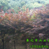 供應桂花、紅楓、櫻花、無患子