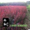 批發小檗苗紅葉小檗紫葉小檗綠籬植物庭院首選苗木