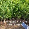 批發黃楊小葉黃楊大葉黃楊瓜子黃楊基地批發工程綠化苗木成活率高