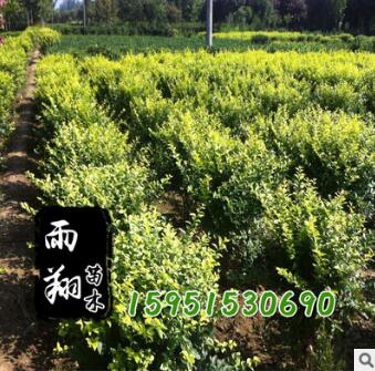 供應金葉女貞球/金葉女貞球基地價格報價/綠化首選金葉女貞球苗木