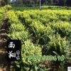 供應金葉女貞球/金葉女貞球基地價格報價/綠化首選金葉女貞球苗木