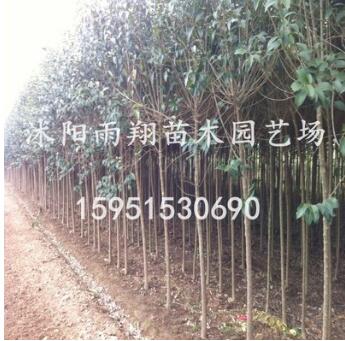 2公分3公分大葉女貞苗木最新價格走勢江蘇沭陽價格報價