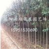 2公分3公分大葉女貞苗木最新價格走勢江蘇沭陽價格報價