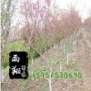垂絲海棠苗批發 規格齊全 垂絲海棠樹苗價格 工程苗 易成活