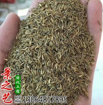 優(yōu)質(zhì)大葉蒲公英種子野菜婆婆丁種子黃秋葵種子藥材種子