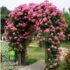 薔薇花苗 多花爬藤薔薇月季玫瑰 爬墻攀藤庭院室內花卉盆栽綠植物