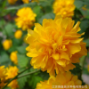 庭院園林觀花植物棣棠苗 盆栽灌叢棣棠小苗 工程綠化棣棠樹苗