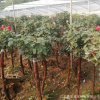 基地直銷樹形月季品種月季高檔樹樁當年開花庭院盆栽月季花苗