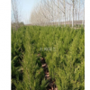 江蘇徐州蜀塊1.5米