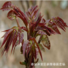 基地供應(yīng)紅油香春苗大棚香椿苗易成活高產(chǎn)量香椿小苗規(guī)格齊全價優(yōu)
