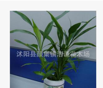 水培花卉富貴竹轉運竹供應批發(fā) 辦公桌面盆栽室內凈化空氣植物