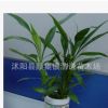 水培花卉富貴竹轉運竹供應批發 辦公桌面盆栽室內凈化空氣植物