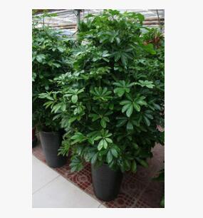 發(fā)室內大型客廳辦公綠植八方來財招財樹盆栽 鴨腳木鵝掌柴凈