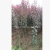 苗圃直銷1-6公分紫葉李
