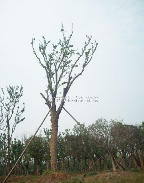 桂花樹、欒樹、香樟樹