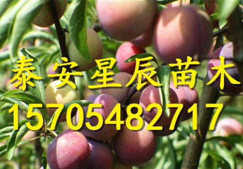 3公分李子樹苗 3公分李子樹苗單價(jià)
