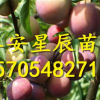 3公分李子樹苗 3公分李子樹苗單價(jià)