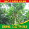 批發(fā)綠化苗木 藍(lán)花楹 福建米徑20公分藍(lán)花楹 藍(lán)影樹 基地直銷