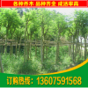 藍(lán)花楹 18公分藍(lán)花楹 工程綠化藍(lán)花楹 各種綠化樹苗