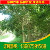 福建紫紅花風(fēng)鈴木 10分紅花風(fēng)鈴木洋紅風(fēng)鈴木袋苗 福建園林綠化