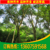 藍(lán)花楹 漳州藍(lán)花楹 福建藍(lán)花楹 16公分藍(lán)花楹