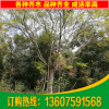 基地直銷藍(lán)花楹 園林綠化苗木藍(lán)影樹 30公分藍(lán)花楹樹 歡迎選購