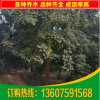 供應(yīng)福建黃花黃金風(fēng)鈴木 25分黃花黃金風(fēng)鈴木 各種園林綠化苗木