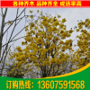 黃花風(fēng)鈴木 福建漳州漳浦12分黃花黃金風(fēng)鈴木袋苗價(jià)格專賣