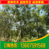 福建漳州漳浦十五分黃花風(fēng)鈴木移植苗價(jià)格專賣