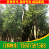 供應(yīng)南洋楹 福建南洋楹 漳浦南洋楹 米徑50公分南洋楹 各種喬木