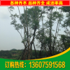 福建批發(fā)工程綠化藍(lán)花楹 行道樹藍(lán)花楹 18公分藍(lán)花楹藍(lán)影樹