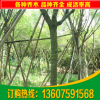 供應(yīng)藍(lán)花楹 福建藍(lán)花楹 10公分藍(lán)花楹價(jià)格 園林綠化苗木藍(lán)花楹