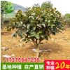 優(yōu)質(zhì)茶梅球 大量供應(yīng)茶梅球 30-40cm茶梅球 茶梅基地直銷