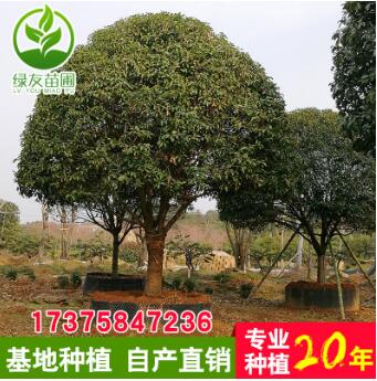 湖南基地批發 25-30 精品八月桂樹 丹桂樹