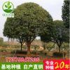 湖南基地批發(fā) 25-30 精品八月桂樹 丹桂樹