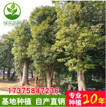 直銷行道樹香樟苗 市政樹 園林綠化苗木風景樹庭蔭樹 香樟樹大苗