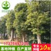 直銷行道樹香樟苗 市政樹 園林綠化苗木風景樹庭蔭樹 香樟樹大苗