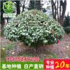 湖南苗木基地大量供應(yīng)精品茶花球高1.8m冠1.8-2m
