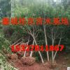 直銷精品八月金桂丹桂樹桂花樹2/3/4/5/6/8/10/12/15公分大桂花樹