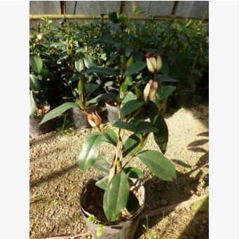 福建花卉 室內花卉 盆景 盆栽觀花植物 紅花含笑