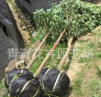 福建花卉 青青花卉園藝 園林 高桿 工程綠化樹苗 金絲楠木