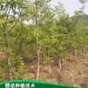 基地供應文玩核桃樹苗 當年嫁接麻核桃樹苗根系發達無病蟲害